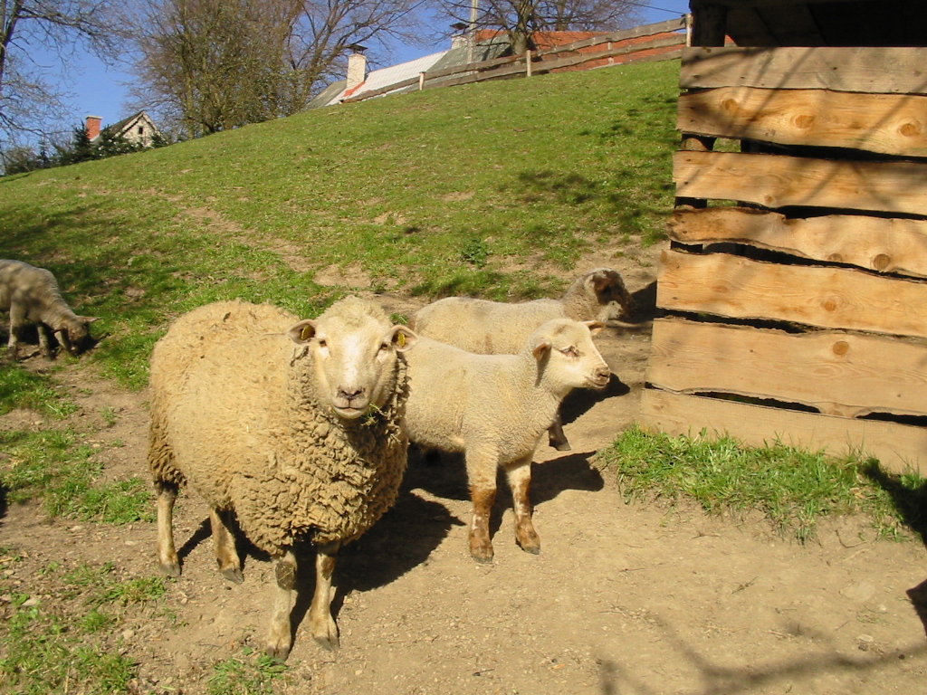 koukající ovce