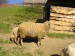 ovce křížená (texel a suffolk )